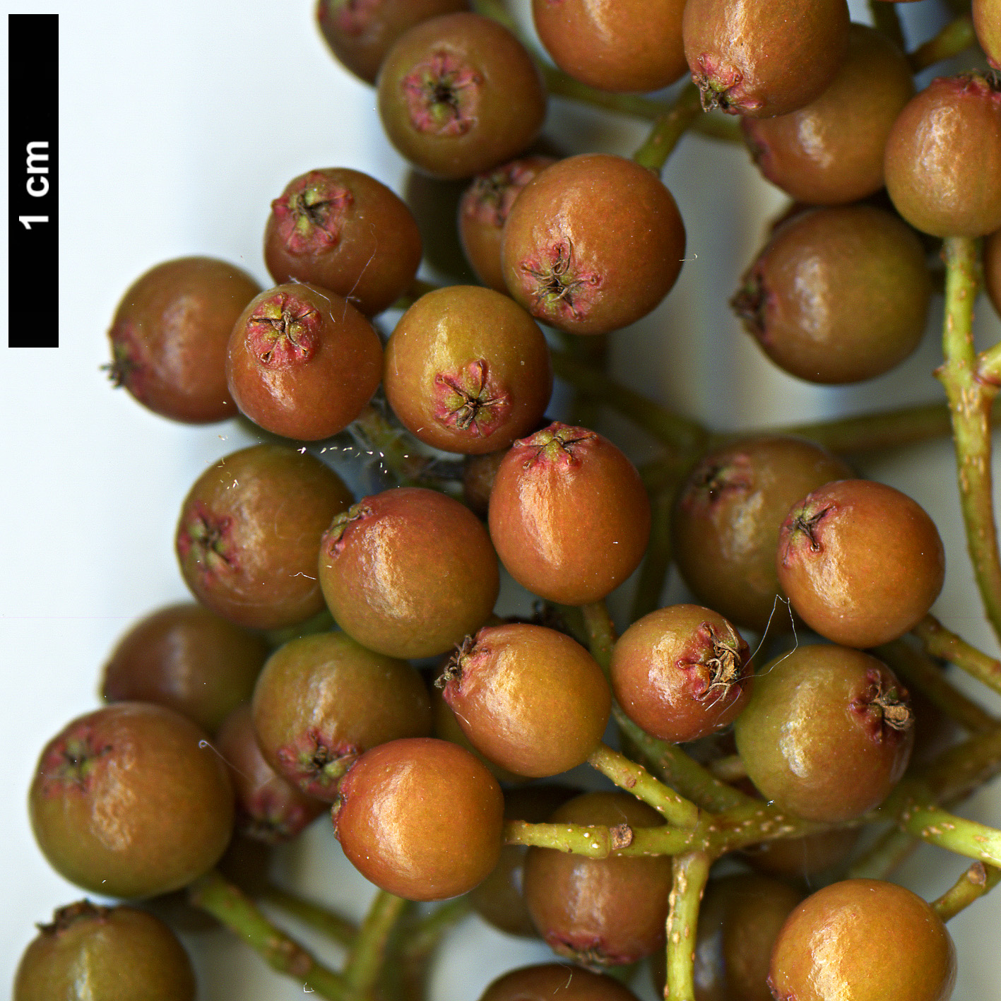 High resolution image: Family: Rosaceae - Genus: Sorbus - Taxon: splendens
